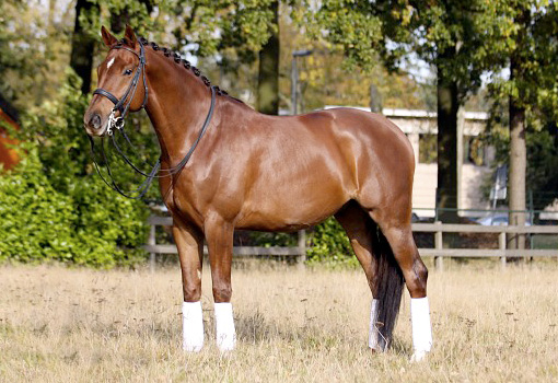 WesTrade Stables