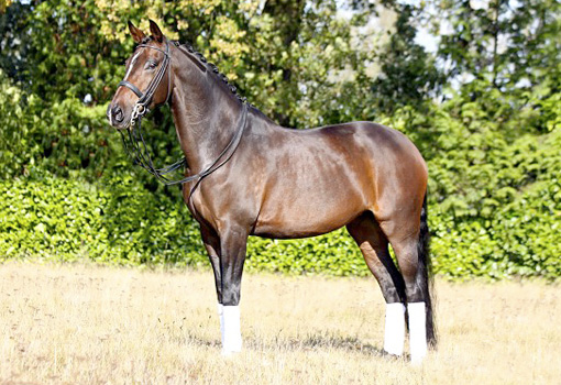 WesTrade Stables
